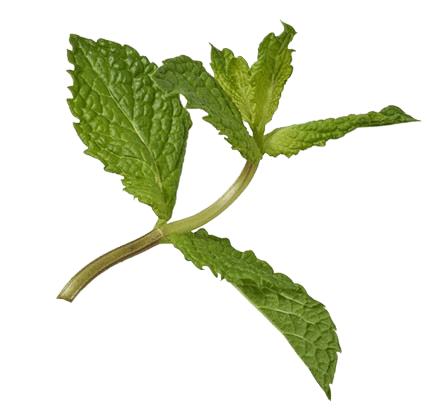 mint